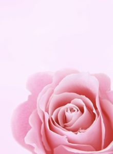rose symbole féminité